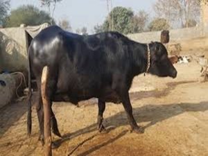 Raipur : 'बादशाह' से पैदा हुईं 50 और 'करण' से पैदा हुईं 40 भैसें, रोज़ 10 से 15 लीटर दूध देतीं हैं सब