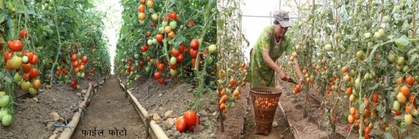 उद्यानिकी और वानिकी विश्वविद्यालय से उन्नत खेती को मिलेगा बढ़ावा