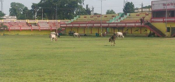 अव्यवस्था : फतेह मैदान बना चारागाह, लाखों के डस्टबिन के ढक्कन बिखरे