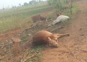छुईखदान के जीराटोला गांव में करंट से 7 गायों की मौत, ग्रामीणों में आक्रोश