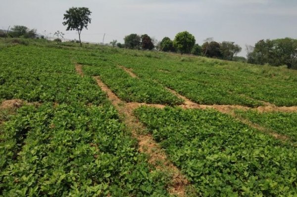 गौठान वाले ग्रामों में ही होंगे खरीफ फसल के प्रदर्शन,फसल सहित जानकारी तैयार करने के निर्देश